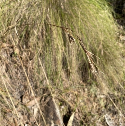 Themeda triandra (Kangaroo Grass) at Bright, VIC - 16 May 2023 by jks