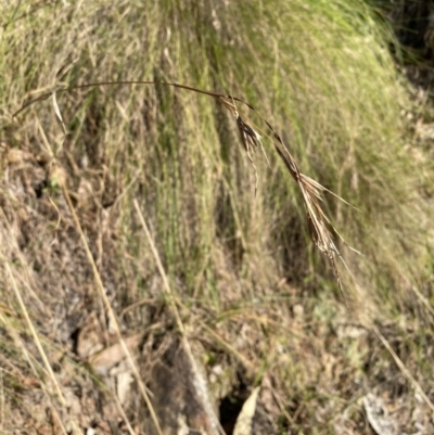 Themeda triandra (Kangaroo Grass) at Bright, VIC - 16 May 2023 by jksmits