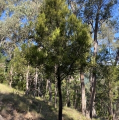 Exocarpos cupressiformis (Cherry Ballart) at Bright, VIC - 16 May 2023 by jksmits