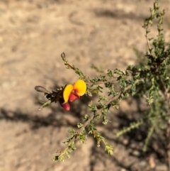 Dillwynia phylicoides (A Parrot-pea) at Bright, VIC - 16 May 2023 by jksmits