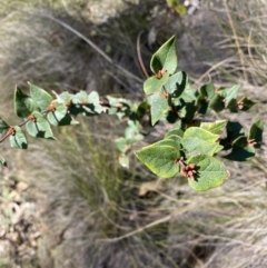 Platylobium formosum (Handsome Flat Pea) at Bright, VIC - 16 May 2023 by jks