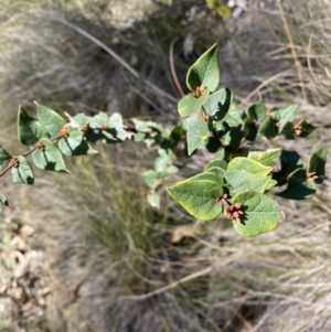 Platylobium formosum at Bright, VIC - 16 May 2023 10:41 AM