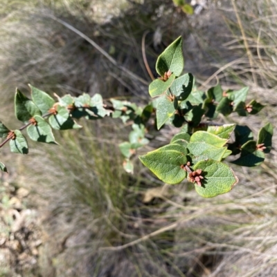 Platylobium formosum (Handsome Flat Pea) at Bright, VIC - 16 May 2023 by jksmits