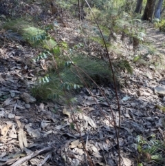 Indigofera australis subsp. australis (Australian Indigo) at Bright, VIC - 16 May 2023 by jks