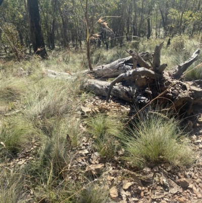 Themeda triandra (Kangaroo Grass) at Bright, VIC - 16 May 2023 by jks