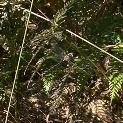 Unidentified Dragonfly & Damselfly (Odonata) at Bright, VIC - 16 May 2023 by jksmits