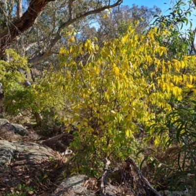 Celtis australis (Nettle Tree) at Isaacs Ridge - 16 May 2023 by Mike