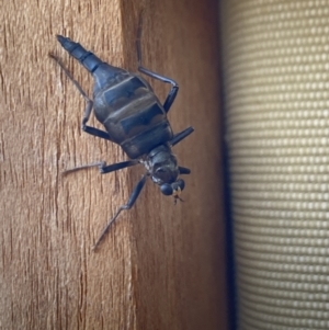 Boreoides subulatus at Aranda, ACT - 16 May 2023