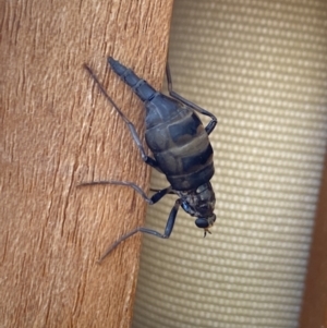 Boreoides subulatus at Aranda, ACT - 16 May 2023