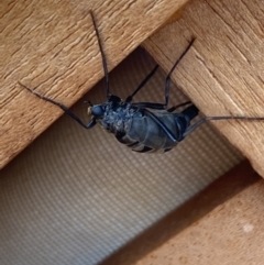 Boreoides subulatus at Aranda, ACT - 16 May 2023