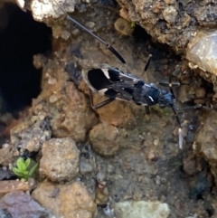 Dieuches sp. (genus) (Black and White Seed Bug) at Aranda, ACT - 12 May 2023 by Jubeyjubes