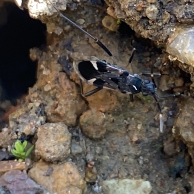 Dieuches sp. (genus) (Black and White Seed Bug) at Aranda, ACT - 12 May 2023 by Jubeyjubes