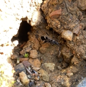 Dieuches sp. (genus) at Aranda, ACT - 12 May 2023