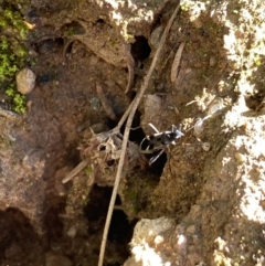 Dieuches sp. (genus) at Aranda, ACT - 12 May 2023