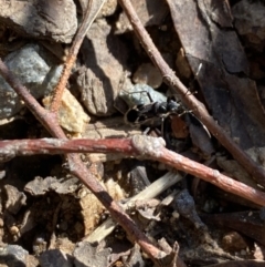 Dieuches sp. (genus) at Aranda, ACT - 12 May 2023