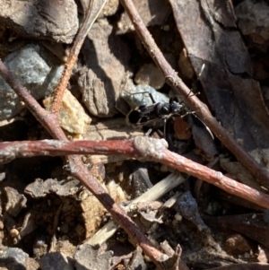 Dieuches sp. (genus) at Aranda, ACT - 12 May 2023