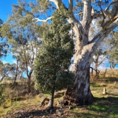 Brachychiton populneus subsp. populneus (Kurrajong) at Isaacs, ACT - 16 May 2023 by Mike