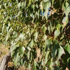 Brachychiton populneus subsp. populneus at Isaacs, ACT - 16 May 2023