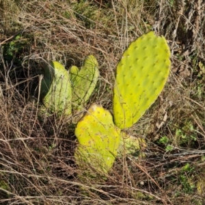 Opuntia ficus-indica at O'Malley, ACT - 16 May 2023 03:39 PM