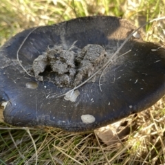 Russula sp. (Russula) at Aranda, ACT - 16 May 2023 by Jubeyjubes