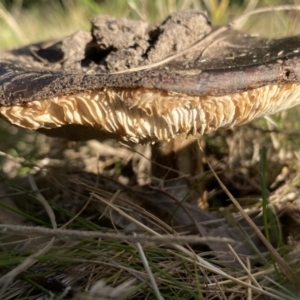 Russula sp. at Aranda, ACT - 16 May 2023