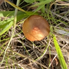 Unidentified Fungus at Aranda, ACT - 16 May 2023 by Jubeyjubes