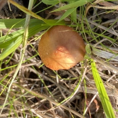 Unverified Fungus at Aranda, ACT - 16 May 2023 by Jubeyjubes