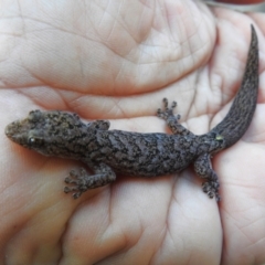 Christinus marmoratus (Southern Marbled Gecko) at Wanniassa, ACT - 16 May 2023 by JohnBundock