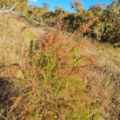 Cassinia sifton (Sifton Bush, Chinese Shrub) at Isaacs Ridge - 16 May 2023 by Mike