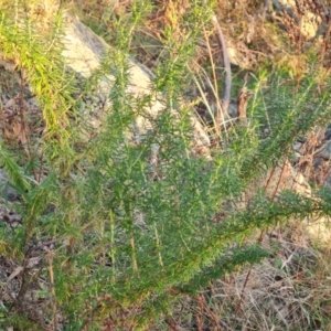 Cassinia aculeata at Isaacs, ACT - 16 May 2023