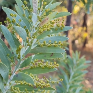 Acacia covenyi at Isaacs, ACT - 16 May 2023