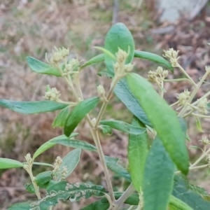 Olearia lirata at Isaacs, ACT - 16 May 2023 04:25 PM