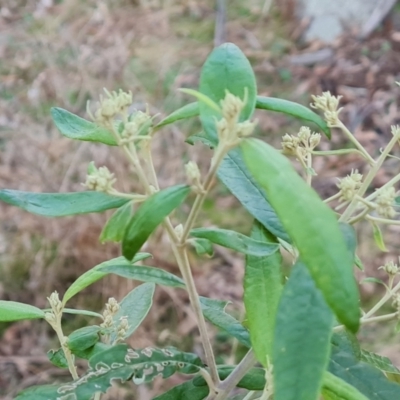 Olearia lirata (Snowy Daisybush) at Isaacs Ridge - 16 May 2023 by Mike