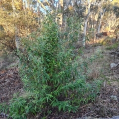 Olearia lirata at Isaacs, ACT - 16 May 2023