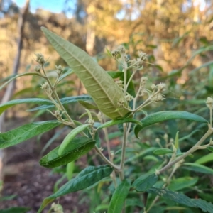 Olearia lirata at Isaacs, ACT - 16 May 2023