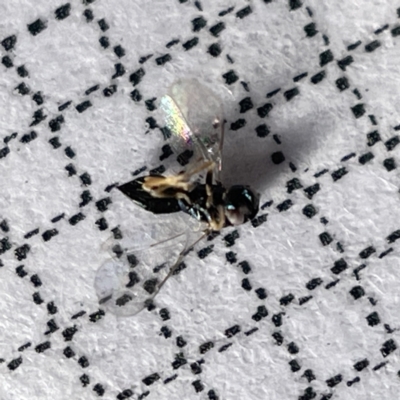 Chalcidoidea (superfamily) at Surf Beach, NSW - 16 May 2023 by Hejor1