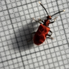 Lemodes coccinea (Scarlet ant beetle) at Surf Beach, NSW - 16 May 2023 by Hejor1