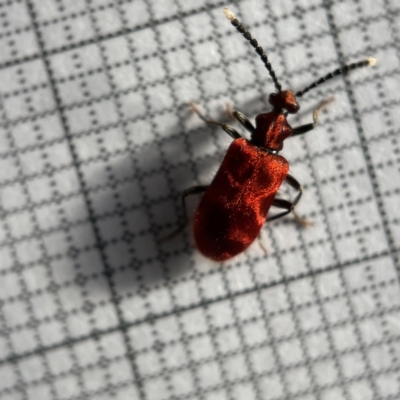 Lemodes coccinea (Scarlet ant beetle) at Surf Beach, NSW - 16 May 2023 by Hejor1