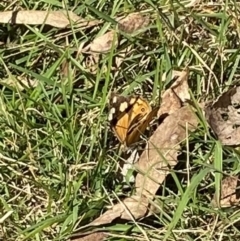 Heteronympha merope (Common Brown Butterfly) at Bright, VIC - 16 May 2023 by jks