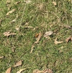 Heteronympha merope at Bright, VIC - 16 May 2023 10:33 AM