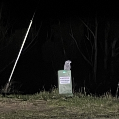 Podargus strigoides (Tawny Frogmouth) at Surf Beach, NSW - 16 May 2023 by Hejor1