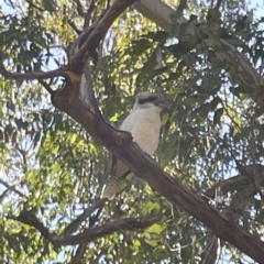 Dacelo novaeguineae (Laughing Kookaburra) at Surf Beach, NSW - 16 May 2023 by Hejor1