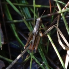 Praxibulus eurobodallae at Mongarlowe River - 16 May 2023 by LisaH