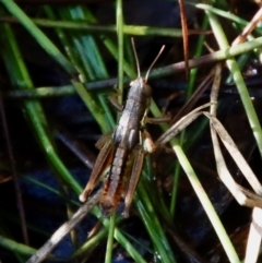 Praxibulus eurobodallae at Mongarlowe, NSW - suppressed