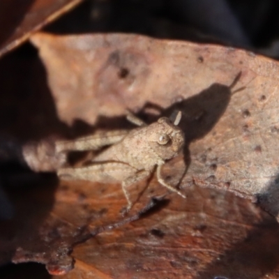 Acrididae sp. (family) (Unidentified Grasshopper) at Mongarlowe, NSW - 16 May 2023 by LisaH