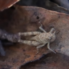 Acrididae sp. (family) at Mongarlowe, NSW - suppressed