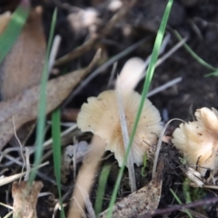 Marasmius at QPRC LGA - 16 May 2023