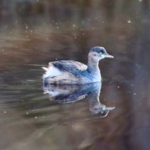 Tachybaptus novaehollandiae at Mongarlowe, NSW - 16 May 2023