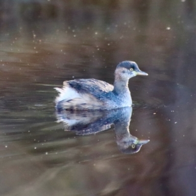 Tachybaptus novaehollandiae (Australasian Grebe) at Mongarlowe River - 16 May 2023 by LisaH