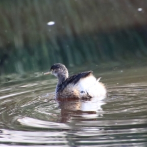 Tachybaptus novaehollandiae at Mongarlowe, NSW - 16 May 2023